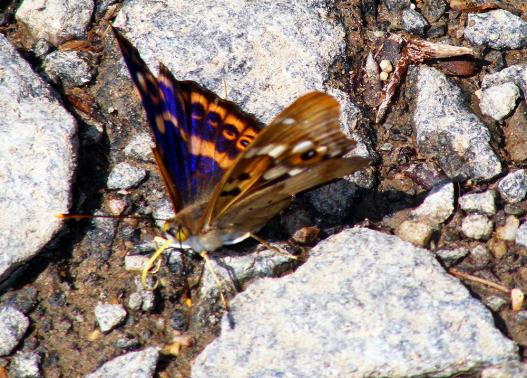 2011-06-cbhi-Großer Schillerfalter - Odenwald