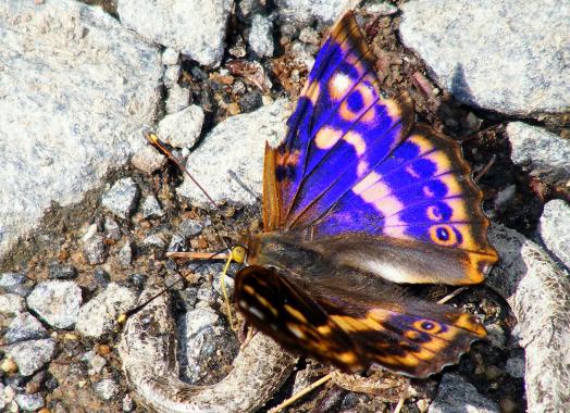 2011-06-cbhk-Großer Schillerfalter - Odenwald