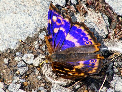 2011-06-cbhl-Großer Schillerfalter - Odenwald