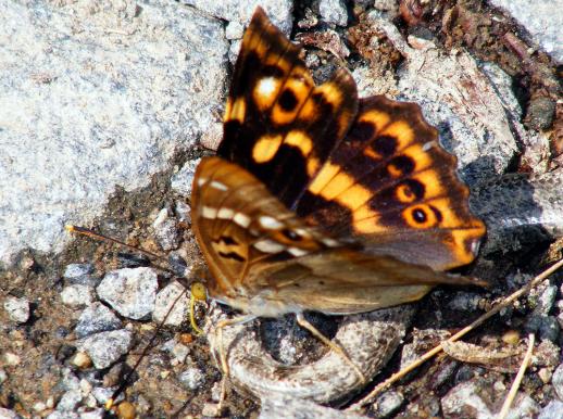 2011-06-cbhm-Großer Schillerfalter - Odenwald