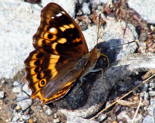 2011-06-cbhn-Großer Schillerfalter - Odenwald