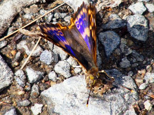 2011-06-cbho-Großer Schillerfalter - Odenwald