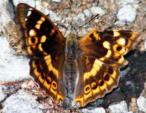 2011-06-cbhp-Großer Schillerfalter - Odenwald