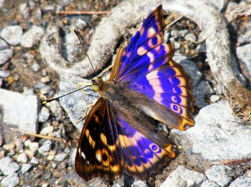 2011-06-cbhq-Großer Schillerfalter - Odenwald