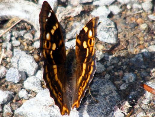 2011-06-cbhr-Großer Schillerfalter - Odenwald