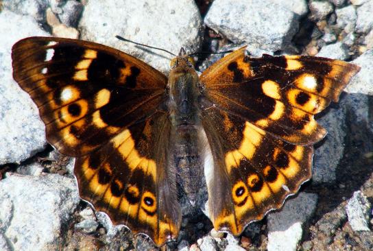 2011-06-cbhs-Großer Schillerfalter - Odenwald