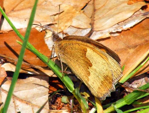 2011-06-dbl-Kleiner Heufalter fast perfekt getarnt auf dem Waldboden