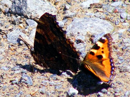 2011-06-dbo-Großer + Kleiner Fuchs