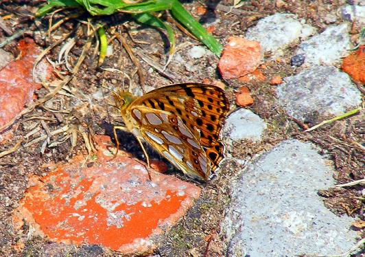 2011-06-dcca-Märzeveilchen-Perlmutterfalter