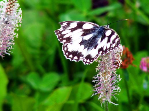 2011-06-gb-Damenbrett - Odenwald