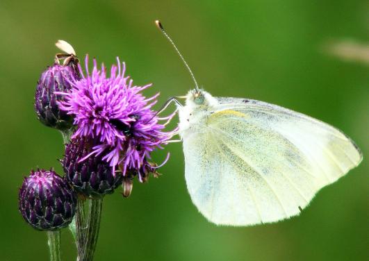 2011-06-gbj-Kleiner Kohlweißling - Odenwald