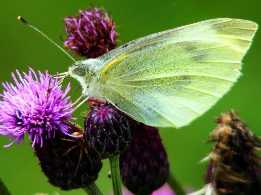 2011-06-gbja-Kleiner Kohlweißling - Odenwald