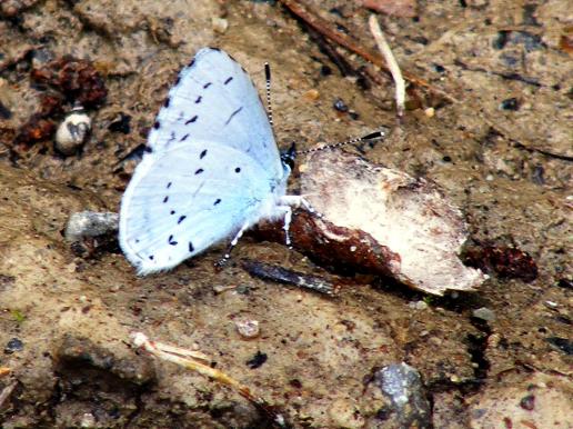 2011-06-gc-Silbergrüner Bläuling - Odenwald