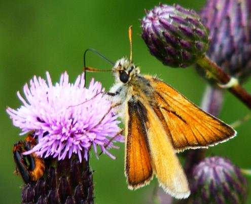 2011-06-gcb-Dickkopffalter - Odenwald