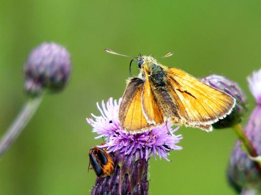 2011-06-gcba-Dickkopffalter - Odenwald