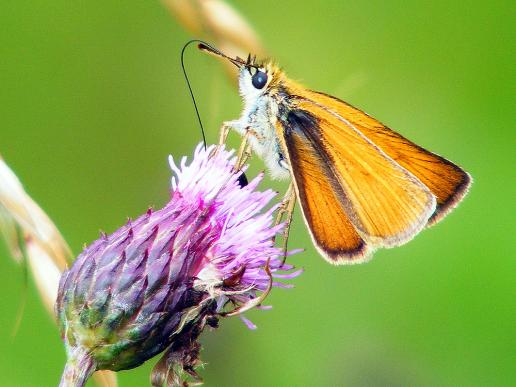 2011-06-gcbb-Dickkopffalter - Odenwald