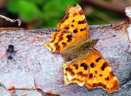 2011-06-gcda-C-Falter - Odenwald