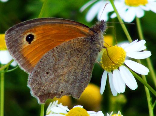 2011-06-gce-Kleiner Heufalter - Odenwald