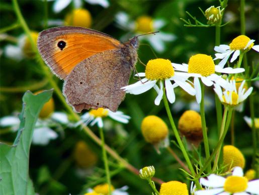 2011-06-gcea-Kleiner Heufalter - Odenwald