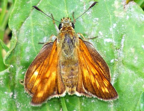 2011-06-gcf-Dickkopffalter - Odenwald