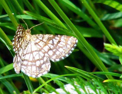 2011-06-gcg-Spanner - Odenwald