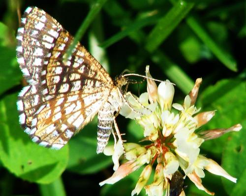 2011-06-gcga-Spanner - Odenwald