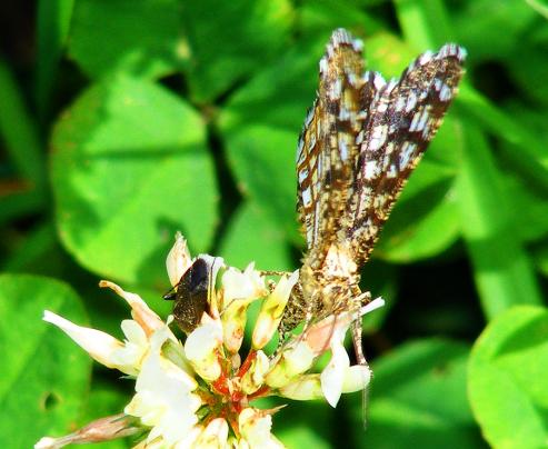 2011-06-gcgb-Spanner - Odenwald