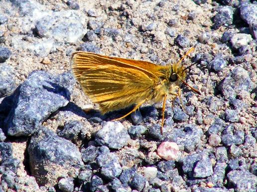 2011-06-gi-Dickkopffalter - Odenwald