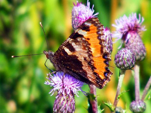 2011-06-gl-Kleiner Fuchs - Odenwald