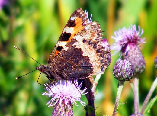 2011-06-gla-Kleiner Fuchs - Odenwald