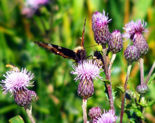 2011-06-glb-Kleiner Fuchs - Odenwald