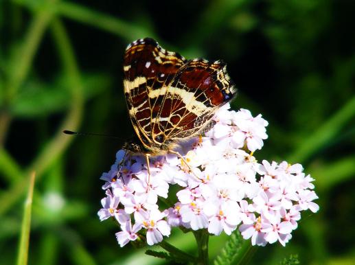 2011-06-glc-Landkärtchen - Odenwald