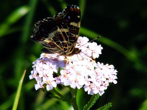 2011-06-glca-Landkärtchen - Odenwald