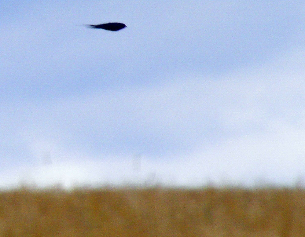 2011-06-abba-Schwalbenflug-Effekt