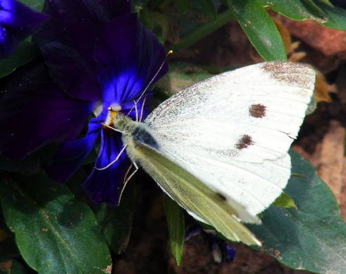 2011-07-abl-Kleiner Kohlweißling