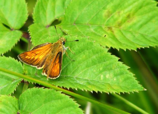 2011-07-ade-Dickkopffalter - Odenwald