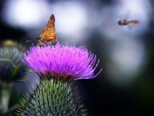 2011-07-adea-Dickkopffalter und Schwebfliege - Odenwald