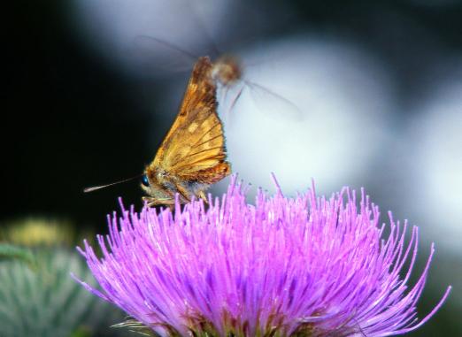 2011-07-adeb-Dickkopffalter und Schwebfliege - Odenwald