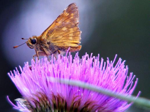 2011-07-adec-Dickkopffalter - Odenwald