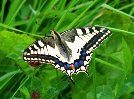 2011-07-adia-Schwalbenschwanz - Odenwald