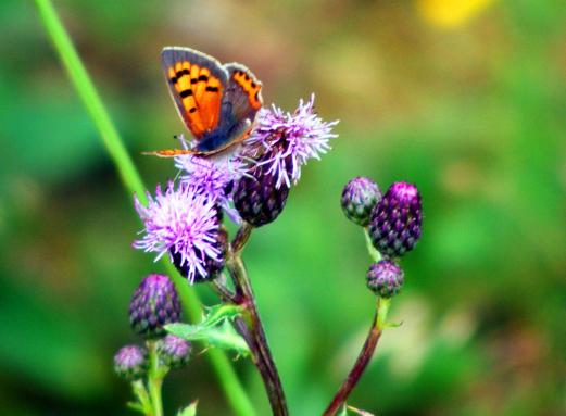 2011-07-adk-Kleiner Feuerfalter - Odenwald