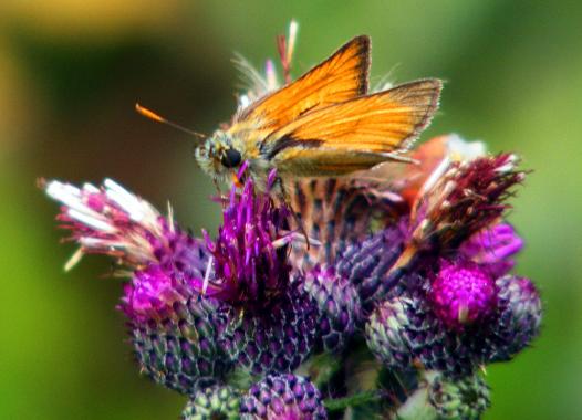 2011-07-adn-Dickkopffalter - Odenwald