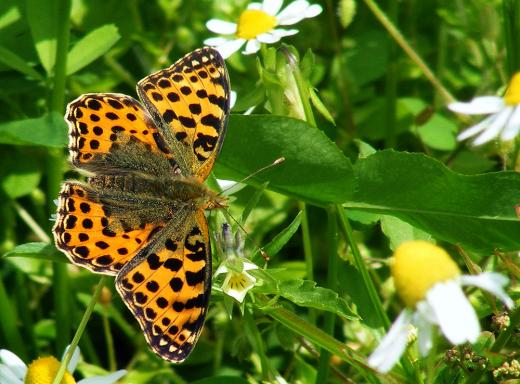 2011-07-ado-Veilchen Perlmutterfalter - Odenwald