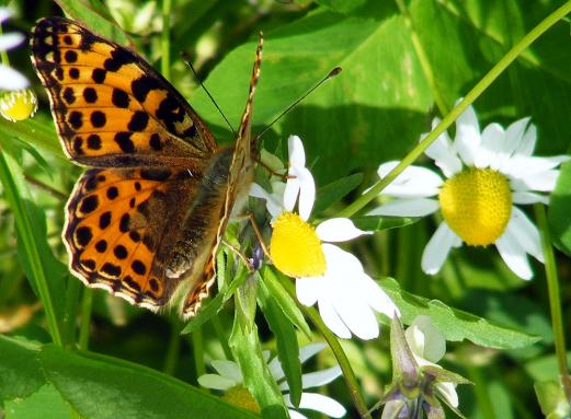 2011-07-adoa-Veilchen Perlmutterfalter - Odenwald