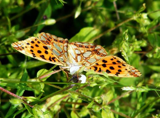 2011-07-adob-Veilchen Perlmutterfalter (Unterseite-Perlmutteffekt) - Odenwald