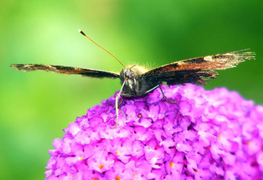 2011-07-be-Tagpfauenauge auf Sommerflieder - Pfalz