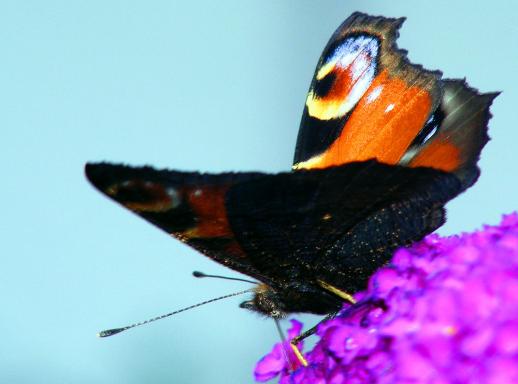 2011-07-beb-Tagpfauenauge auf Sommerflieder - Pfalz