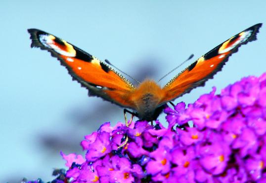 2011-07-bec-Tagpfauenauge auf Sommerflieder - Pfalz