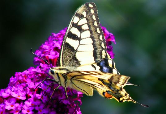 2011-07-bfd-Schwalbenschwanz auf Sommerflieder - Pfalz