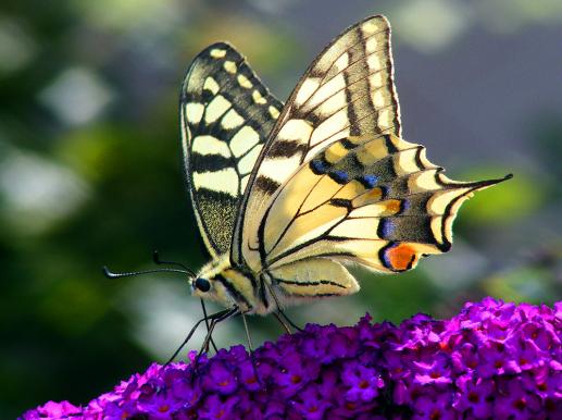 2011-07-bff-Schwalbenschwanz auf Sommerflieder - Pfalz